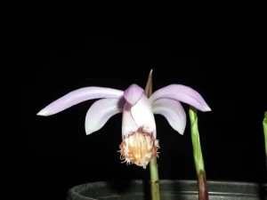 Bild von Pleione limprichtii 3